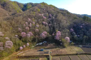 戸赤の山桜