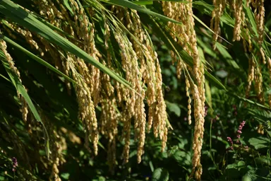 大粒で稲穂を垂れる兵庫県産「山田錦」