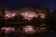 水面に映し出される夜桜