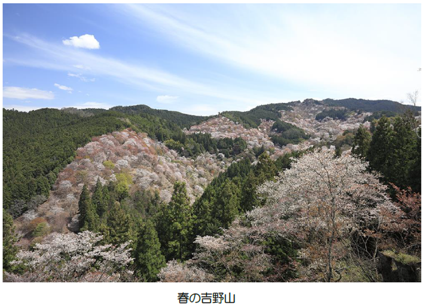 （ご参考）
吉野山の桜開花期間に合わせて臨時列車を運行します！