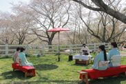 雅趣に富むお茶会が春の牧場で開催