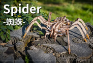 Spider(クモ)