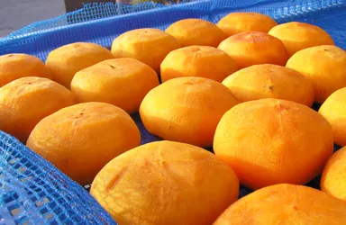 70g以上の柿を天日干し