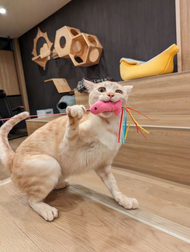 群馬県高崎市にある唯一の譲渡型保護猫カフェ
「ととのう猫カフェバーニャ」
猫ファーストを維持しつつ、小学生の入店を開始