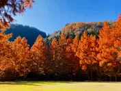 秋のメタセコイアの紅葉も有名
