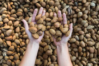 アーモンド　イメージ(2)