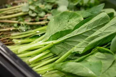 茨城県笠間市の農園Kamosの畑で育ったオーガニック小松菜の外葉