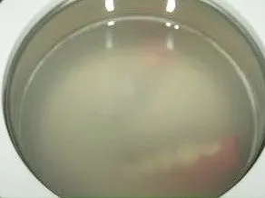 手順2. 超音波洗浄機で菌を除去。溶けだした菌で濁った洗浄液