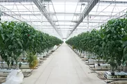 国内最大級のパプリカ温室の農場