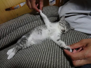 ねこフォントphoto