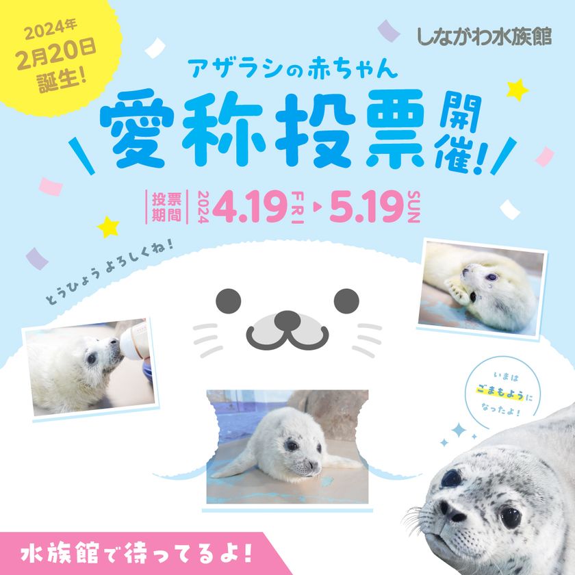 ゴマフアザラシ様専用 (ゴマフアザラシの赤ちゃんの愛称が決定 ゴマフアザラシ様専用 (ゴマフアザラシの赤ちゃんの愛称が決定