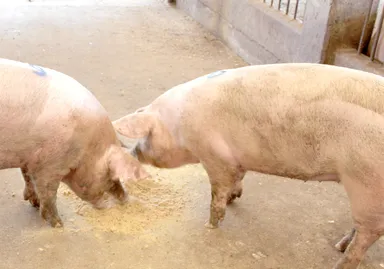 丹精込めて育てています