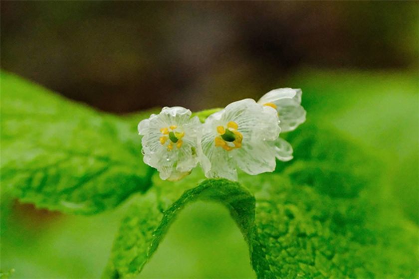 六甲高山植物園 雨に濡れると透ける花
「サンカヨウ」が開花しました！
