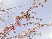 本州一遅く咲く桜「タカネザクラ(ミネザクラ)」(黒部平で例年6月開花)