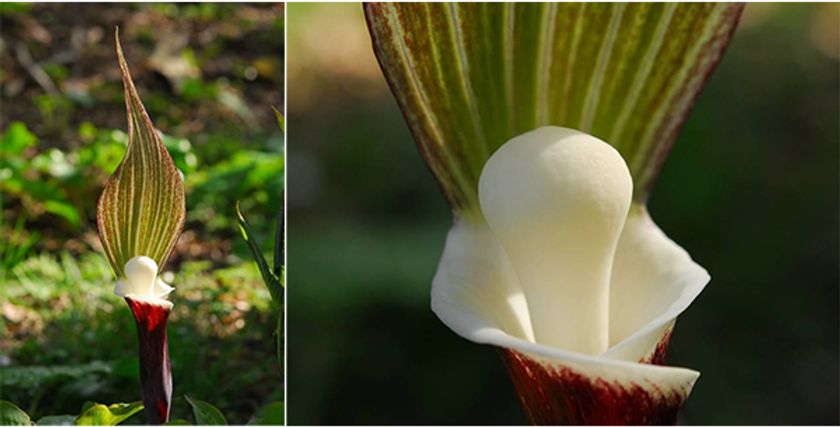 六甲高山植物園 ユニークな姿の人気者
「ユキモチソウ」が見頃です！