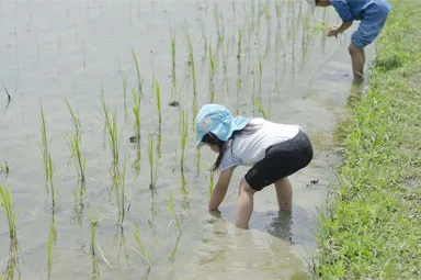 田植え