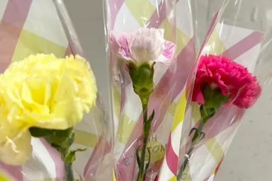 東町小学校2024母の日イベント_カーネーション