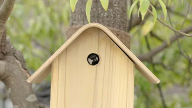 シジュウカラ３