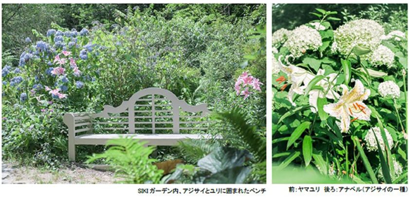ROKKO森の音ミュージアム
SIKIガーデンSummer Season
アジサイ、バラ、ユリに彩られた避暑地の
ナチュラルガーデン
2024年6月22日（土）～8月23日（金）