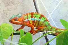 動物病院と爬虫類を扱う事業者の関係性に関するアンケート調査