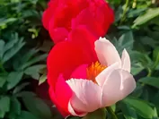 一輪だけ開花したスカーレットオハラに珍しい紅白の花弁
