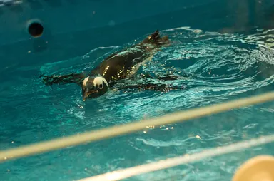 ペンギンがお待ちしています
