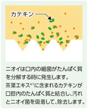 カテキンによる汚れとニオイ菌を吸着して除去するイメージ