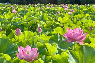 上野公園の蓮の様子