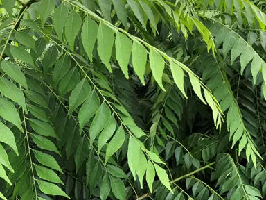 カレーリーフ ※画像はイメージです