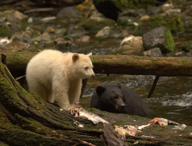 白い黒クマスピリットベア