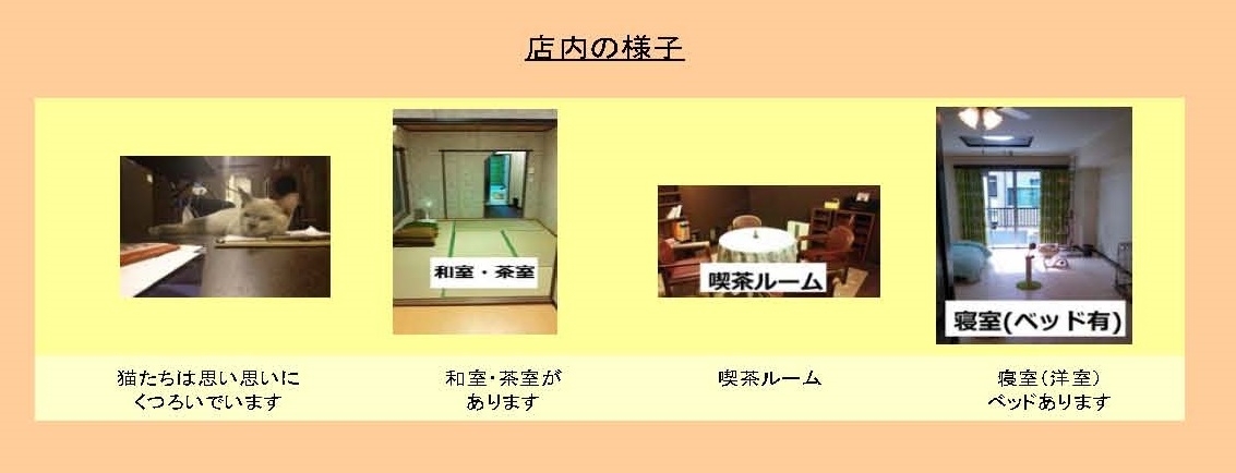 猫カフェ Cat Cafe Nyanny 秋葉原店 チラシ写真コンテストを開催 猫カフェ Cat Cafe Nyannyのプレスリリース 猫カフェ Cat Cafe Nyanny 秋葉原店 チラシ写真コンテストを開催 猫カフェ Cat Cafe Nyannyのプレスリリース