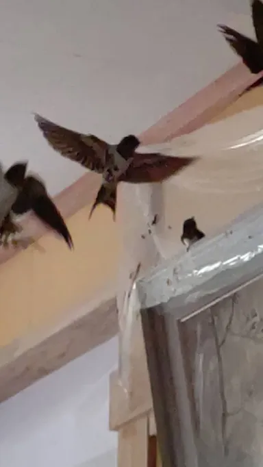 毎年来てくれるつばめ達