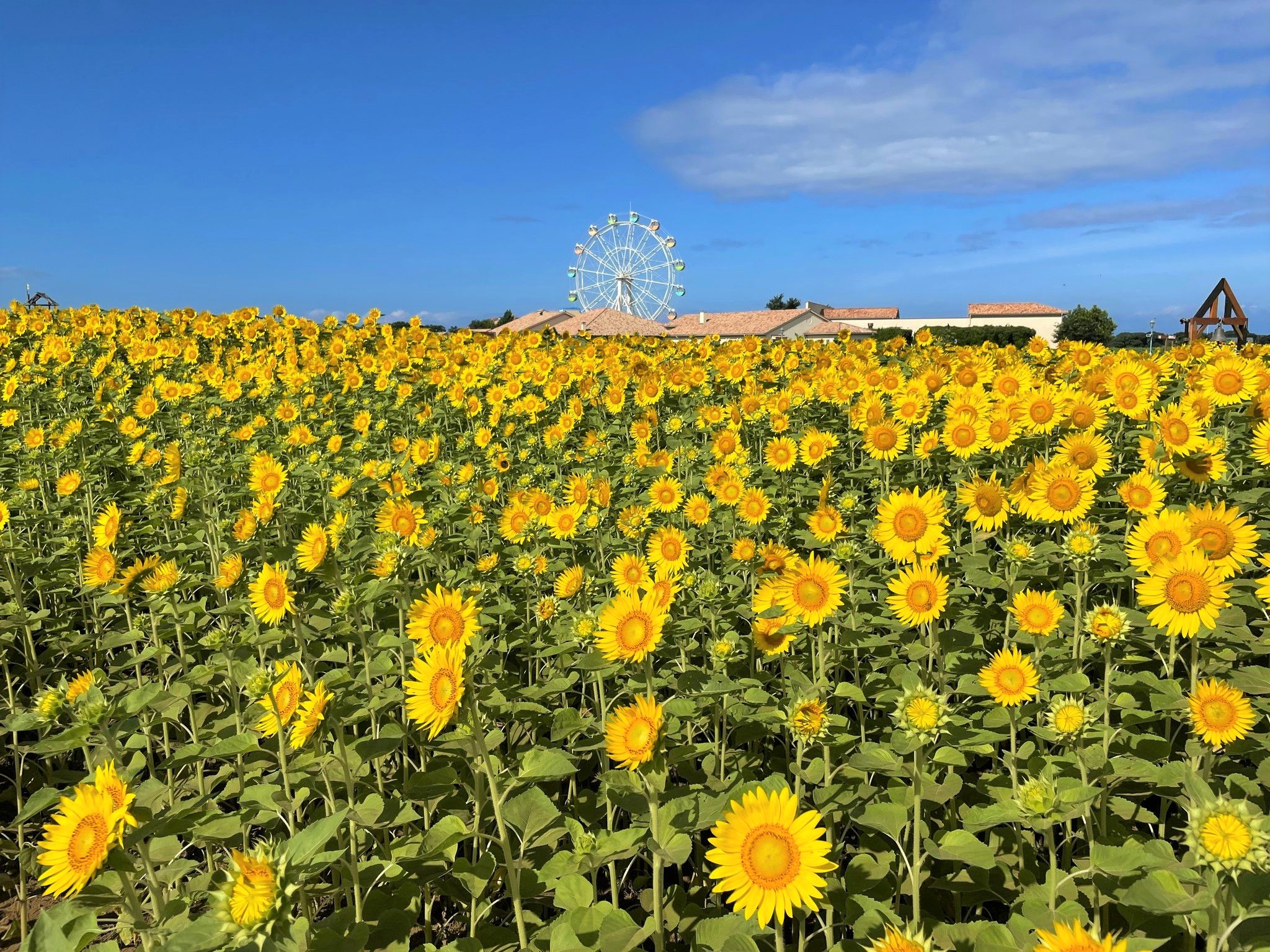 横須賀「長井海の手公園 ソレイユの丘」に広がる約10万本のヒマワリが、7月中旬に見頃を迎えます。 | 東京ビューティー