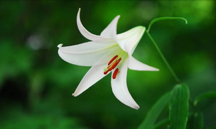 六甲高山植物園 日本の里山に咲く固有種
ササユリが咲きました！
