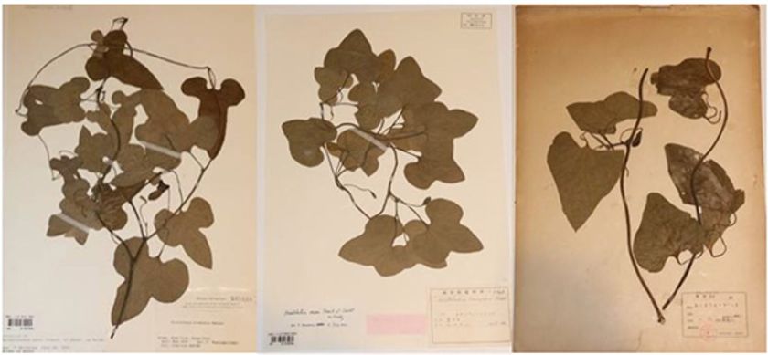 六甲高山植物園 牧野富太郎が和名をつけた
神戸ゆかりの「アリマウマノスズクサ」が開花！／
六甲高山植物園 アジサイに寄生する植物
キヨスミウツボが開花！