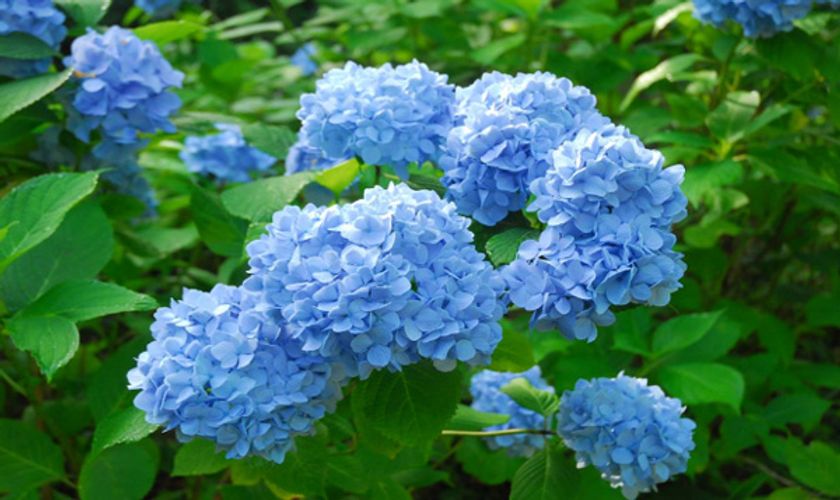 六甲高山植物園 鮮やかな六甲ブルー
牧野富太郎が命名したヒメアジサイが見頃