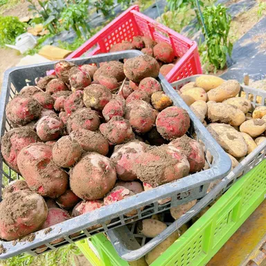 TAN-SUの食育活動
