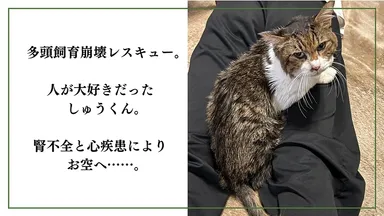 シニア猫しゅうくん