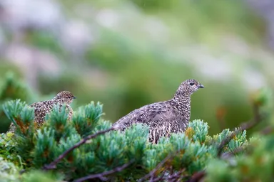 雲ノ平に生息するライチョウ