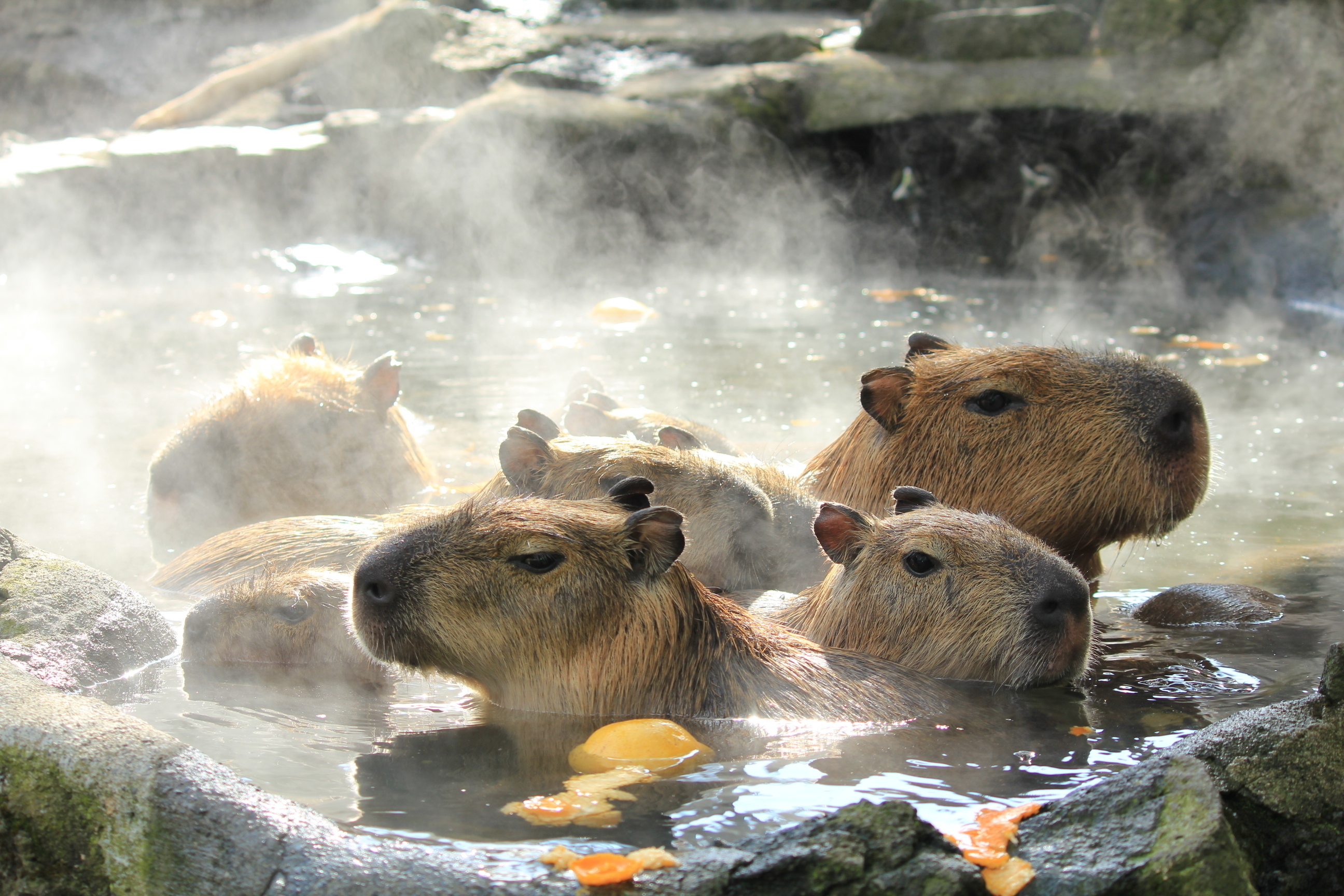 13年11月23日から伊豆シャボテン公園にて 元祖カピバラの露天風呂 開催 株式会社サボテンパークアンドリゾートのプレスリリース