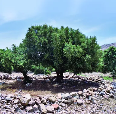 アルガンツリー