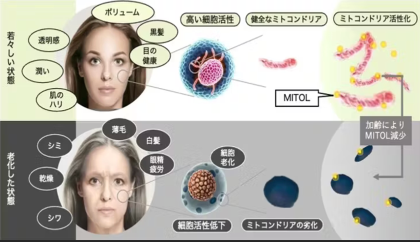 ミトコンドリアダイナミクス: 機能研究から疾患・老化まで