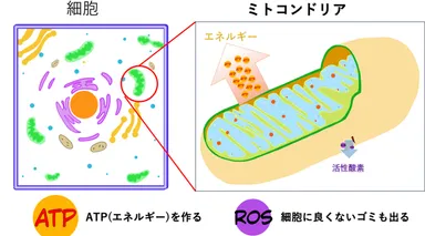 ミトコンドリアの働き