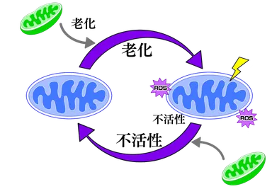 老化によるミトコンドリア不活性化の悪循環