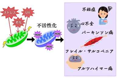 ミトコンドリア劣化による疾患