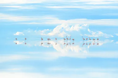 “天空の鏡”で羽を休めるフラミンゴ／ウユニ塩湖・ボリビア　(C)Junji Takasago