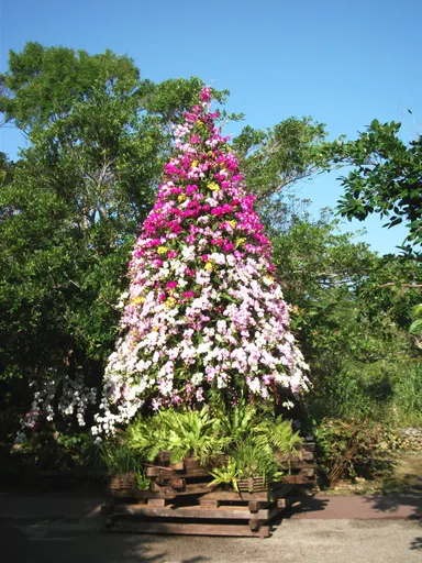 2012年のらんのクリスマスツリー