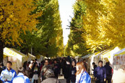 『駒場祭』銀杏並木