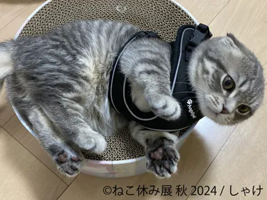 秋の新作満載!大人気企画「ねこ休み展」が名古屋に上陸! 甘えん坊の 秋の新作満載!大人気企画「ねこ休み展」が名古屋に上陸! 甘えん坊の
