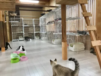 岡山のシェルターの猫の様子1